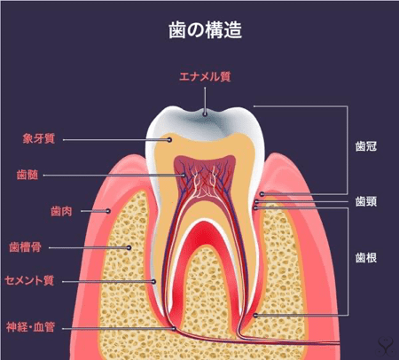 歯の構造 歯冠 歯頸 歯根 エナメル質 象牙質 歯髄 歯肉 歯槽骨 セメント質 神経・血管 セラミック矯正